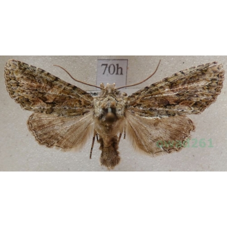 Dryobotodes eremita (Fabricius, 1775) Czech70h